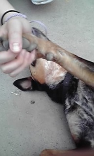 (untitled)